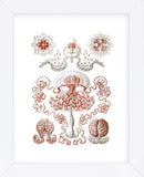 Anthomedusae (Framed) -  Ernst Haeckel - McGaw Graphics