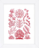 Florideae (Framed) -  Ernst Haeckel - McGaw Graphics