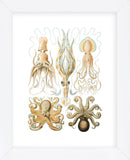 Gamochonia (Framed) -  Ernst Haeckel - McGaw Graphics