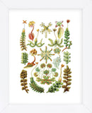 Hepaticae (Framed) -  Ernst Haeckel - McGaw Graphics