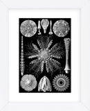 Microscopic Echinidea (Framed) -  Ernst Haeckel - McGaw Graphics