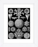 Microscopic Hexacoralla (Framed) -  Ernst Haeckel - McGaw Graphics