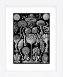 Microscopic Mycetozoa (Framed) -  Ernst Haeckel - McGaw Graphics