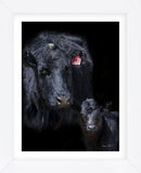 Black Angus (Framed) -  Barry Hart - McGaw Graphics