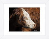Cow #3 (Framed) -  Barry Hart - McGaw Graphics