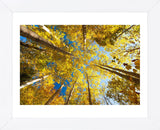 Aspens on the Canon Brook Trail (Framed) -  Michael Hudson - McGaw Graphics