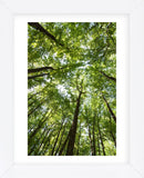 Woods, Shenandoah National Park (Framed) -  Michael Hudson - McGaw Graphics