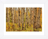 Birch Trees, Acadia (Framed) -  Michael Hudson - McGaw Graphics