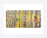 Autumn Woods, Acadia (Framed) -  Michael Hudson - McGaw Graphics