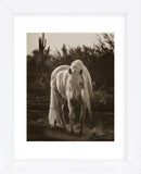 Stallion in the Garden (Framed) -  Barry Hart - McGaw Graphics