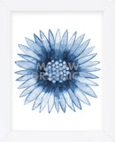 Blue Daisy (Framed) -  Cathe Hendrick - McGaw Graphics
