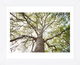 Enticing Oak (Framed) -  Michael Hudson - McGaw Graphics