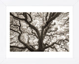 Ancient Oak (Framed) -  Michael Hudson - McGaw Graphics