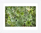 Echeveria I (Framed) -  Michael Hudson - McGaw Graphics