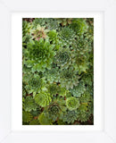 Echeveria II (Framed) -  Michael Hudson - McGaw Graphics