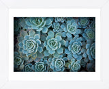 Echeveria III (Framed) -  Michael Hudson - McGaw Graphics