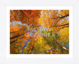 Autumn Spendour (Framed) -  Michael Hudson - McGaw Graphics