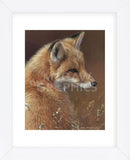 Curious - Red Fox  (Framed) -  Joni Johnson-Godsy - McGaw Graphics