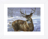 Through My Window - Whitetail Deer  (Framed) -  Joni Johnson-Godsy - McGaw Graphics