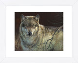 Uninterrupted Stare - Gray Wolf  (Framed) -  Joni Johnson-Godsy - McGaw Graphics