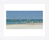 Beach Skimmers (Framed) -  Mary Lou Johnson - McGaw Graphics