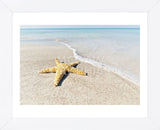 Star Fish Line of Surf (Framed) -  Mary Lou Johnson - McGaw Graphics