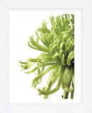 Green Bloom 2 (reverse) (Framed) -  Jenny Kraft - McGaw Graphics