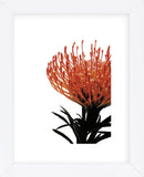 Orange Protea 1  (Framed) -  Jenny Kraft - McGaw Graphics