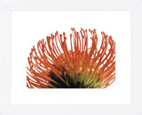 Orange Protea 2  (Framed) -  Jenny Kraft - McGaw Graphics