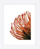 Orange Protea 4  (Framed) -  Jenny Kraft - McGaw Graphics