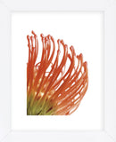Orange Protea 5  (Framed) -  Jenny Kraft - McGaw Graphics