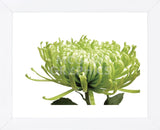 Green Bloom 1  (Framed) -  Jenny Kraft - McGaw Graphics