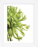 Green Bloom 2  (Framed) -  Jenny Kraft - McGaw Graphics