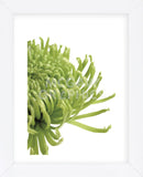 Green Bloom 4  (Framed) -  Jenny Kraft - McGaw Graphics