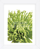 Green Bloom 5  (Framed) -  Jenny Kraft - McGaw Graphics