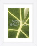 Tropical Veins  (Framed) -  Jenny Kraft - McGaw Graphics