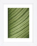 Cannis Veins  (Framed) -  Jenny Kraft - McGaw Graphics