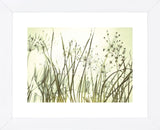Watery Grasses 3  (Framed) -  Jenny Kraft - McGaw Graphics