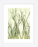 Watery Grasses 1  (Framed) -  Jenny Kraft - McGaw Graphics