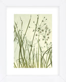 Watery Grasses 2  (Framed) -  Jenny Kraft - McGaw Graphics