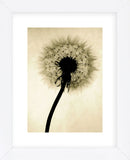 Backlit Dandelion  (Framed) -  Jenny Kraft - McGaw Graphics