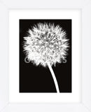 Dandelion  (Framed) -  Jenny Kraft - McGaw Graphics