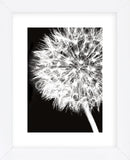 Dandelion Crop  (Framed) -  Jenny Kraft - McGaw Graphics