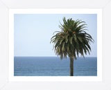 Palm at Moonlight Beach  (Framed) -  Jenny Kraft - McGaw Graphics