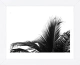 Palms 2  (Framed) -  Jamie Kingham - McGaw Graphics