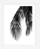 Palms 5  (Framed) -  Jamie Kingham - McGaw Graphics