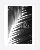 Palms 6  (Framed) -  Jamie Kingham - McGaw Graphics