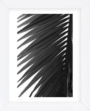 Palms 7  (Framed) -  Jamie Kingham - McGaw Graphics