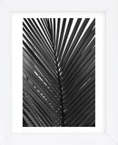 Palms 9  (Framed) -  Jamie Kingham - McGaw Graphics