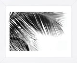 Palms 11  (Framed) -  Jamie Kingham - McGaw Graphics